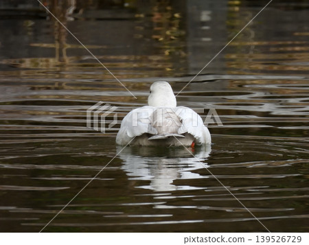 Biwako Cultural Park: White Mallard (Aleucistic) Biwako Cultural Park: White Mallard (Aleucistic) 139526729