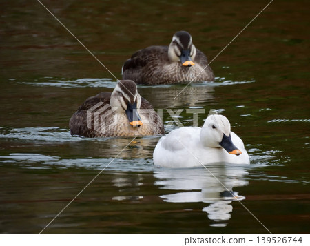 Biwako Cultural Park: White Mallard (Aleucistic) Biwako Cultural Park: White Mallard (Aleucistic) 139526744