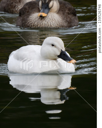 Biwako Cultural Park: White Mallard (Aleucistic) Biwako Cultural Park: White Mallard (Aleucistic) 139526746