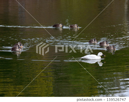 琵琶湖文化公園:白野鴨(亞留基變種) 琵琶湖文化公園:白野鴨(亞留基變種) 139526747