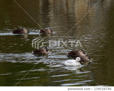 Biwako Cultural Park: White Mallard (Aleucistic) Biwako Cultural Park: White Mallard (Aleucistic) 139526748
