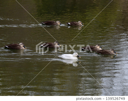 Biwako Cultural Park: White Mallard (Aleucistic) Biwako Cultural Park: White Mallard (Aleucistic) 139526749