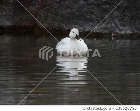 Biwako Cultural Park: White Mallard (Aleucistic) Biwako Cultural Park: White Mallard (Aleucistic) 139526756