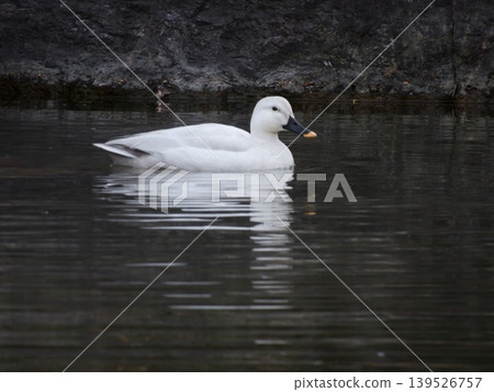 琵琶湖文化公園：白野鴨（亞留基變種） 139526757