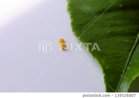 Leaf miner larva 139526807