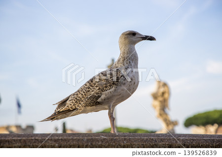 A seagull on a fence against the backdrop of the Castle of the Holy Angel in Rome A seagull on a fence against the backdrop of the Castle of the Holy Angel in Rome 139526839