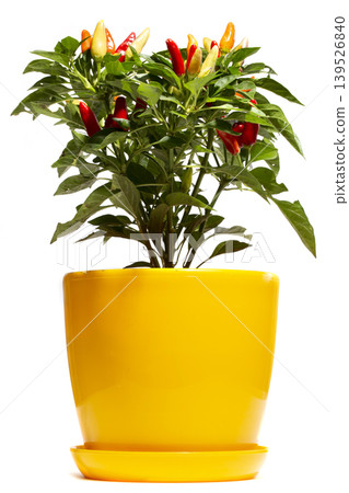 Bush of indoor decorative pepper on a white background Bush of indoor decorative pepper on a white background 139526840