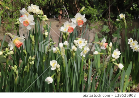 Scenes of daffodils and trumpet daffodils blooming in a spring garden. Scenes of daffodils and trumpet daffodils blooming in a spring garden. 139526908