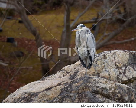 Biwako Cultural Park - Grey Heron Biwako Cultural Park - Grey Heron 139526911