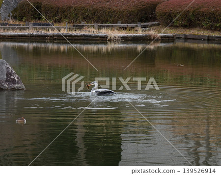 琵琶湖文化公園 - 灰鷺 琵琶湖文化公園 - 灰鷺 139526914