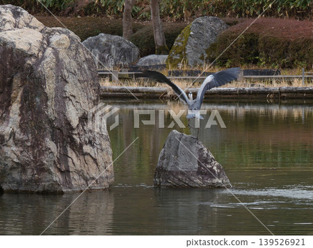 琵琶湖文化公園 - 灰鷺 琵琶湖文化公園 - 灰鷺 139526921