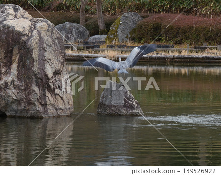 琵琶湖文化公園 - 灰鷺 琵琶湖文化公園 - 灰鷺 139526922