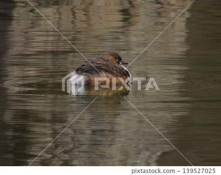 琵琶湖文化公園:小䴙䴘 琵琶湖文化公園:小䴙䴘 139527025