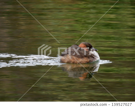 琵琶湖文化公園:小䴙䴘 琵琶湖文化公園:小䴙䴘 139527027
