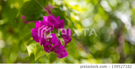 Gorgeous summer bougainvillea flowers against lush green tropical foliage, breathtaking vibrant floral nature background, dreamy exotic garden scenery 139527182