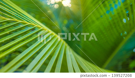 Abstract palm leaf macro closeup, artistic shallow depth of field blur, dreamy summer sunlight through lush greenery, breathtaking nature wallpaper art background Abstract palm leaf macro closeup, artistic shallow depth of field blur, dreamy summer sunlight through lush greenery, breathtaking nature wallpaper art background 139527208