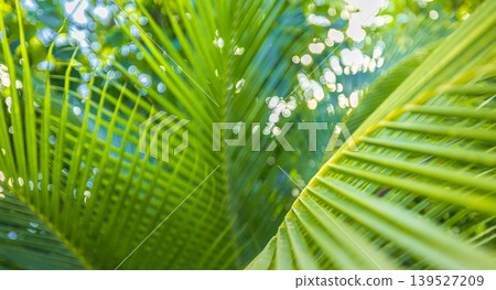 Stunning abstract palm leaf macro art, sunlight filtering through blurred tropical greenery, luminous shallow depth of field, ethereal summer nature closeup wallpaper Stunning abstract palm leaf macro art, sunlight filtering through blurred tropical greenery, luminous shallow depth of field, ethereal summer nature closeup wallpaper 139527209