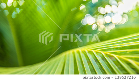 Mesmerizing palm leaf macro, golden sunlight cascading through dreamy tropical greenery, ultra-soft bokeh blur, luminous summer nature closeup, stunning botanical wallpaper art Mesmerizing palm leaf macro, golden sunlight cascading through dreamy tropical greenery, ultra-soft bokeh blur, luminous summer nature closeup, stunning botanical wallpaper art 139527210