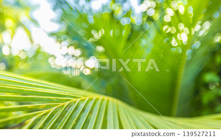 Enchanting abstract palm frond macro photography, silky shallow focus blur dissolving into radiant tropical greenery, ethereal summer sunlight, breathtaking nature wallpaper art 139527211
