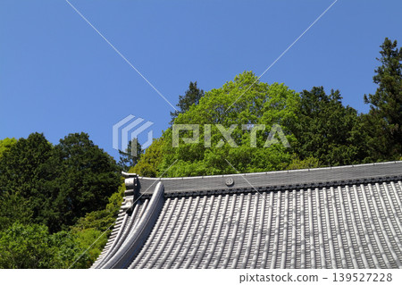 浪漫的茨城(春日陽光下,嫩葉向上生長)。石岡市板喰山大覺寺 浪漫的茨城(春日陽光下,嫩葉向上生長)。石岡市板喰山大覺寺 139527228