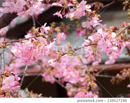 Kawazu cherry tree of Tojiji Misiono 139527296