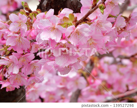Kawazu cherry tree of Tojiji Misiono Kawazu cherry tree of Tojiji Misiono 139527298