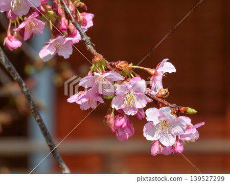 Kawazu cherry tree of Tojiji Misiono Kawazu cherry tree of Tojiji Misiono 139527299