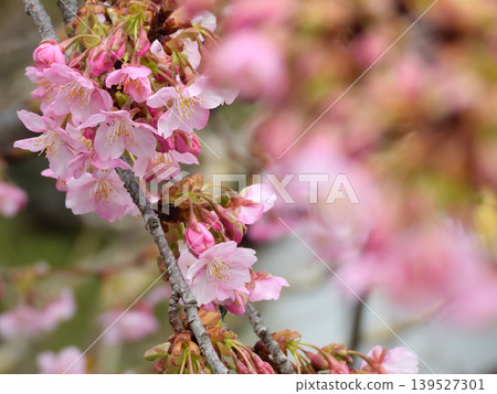 Kawazu cherry tree of Tojiji Misiono Kawazu cherry tree of Tojiji Misiono 139527301