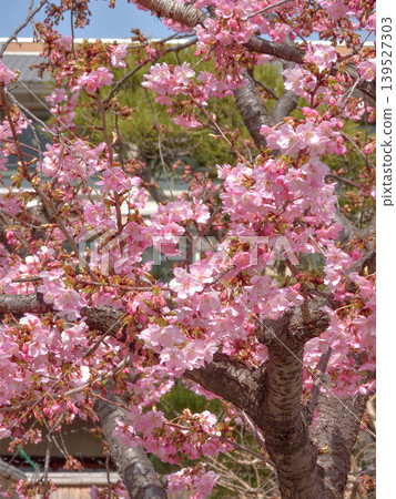 Kawazu cherry tree of Tojiji Misiono Kawazu cherry tree of Tojiji Misiono 139527303
