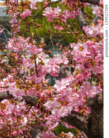 Kawazu cherry tree of Tojiji Misiono Kawazu cherry tree of Tojiji Misiono 139527304