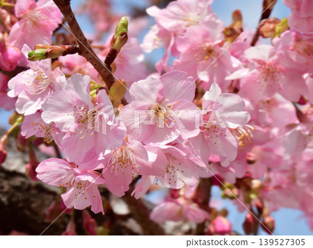 Kawazu cherry tree of Tojiji Misiono Kawazu cherry tree of Tojiji Misiono 139527305