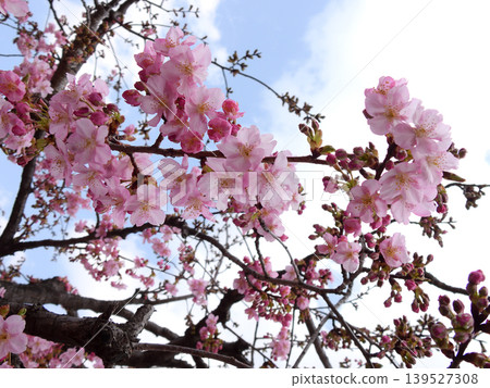 Kawazu cherry tree of Tojiji Misiono Kawazu cherry tree of Tojiji Misiono 139527308