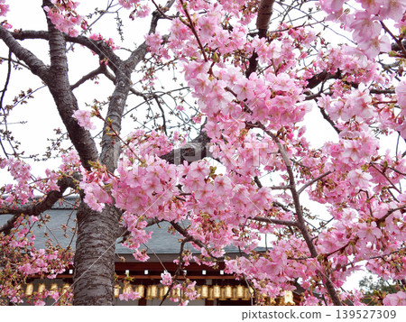 Kawazu cherry tree of Tojiji Misiono Kawazu cherry tree of Tojiji Misiono 139527309