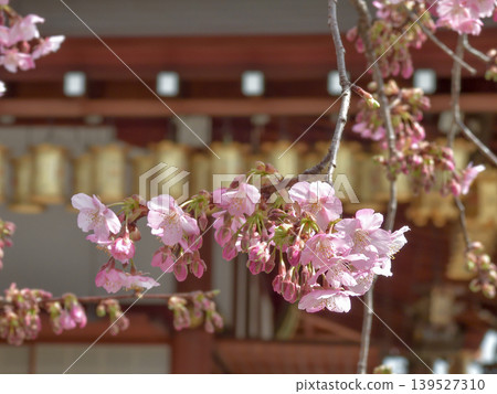 Kawazu cherry tree of Tojiji Misiono Kawazu cherry tree of Tojiji Misiono 139527310