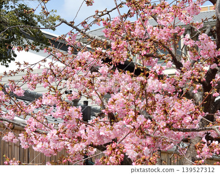 Kawazu cherry tree of Tojiji Misiono Kawazu cherry tree of Tojiji Misiono 139527312