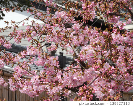 Kawazu cherry tree of Tojiji Misiono 139527313