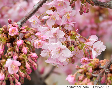 Kawazu cherry tree of Tojiji Misiono Kawazu cherry tree of Tojiji Misiono 139527314