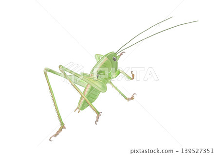 A bush cricket larva drawn in Procreate A bush cricket larva drawn in Procreate 139527351