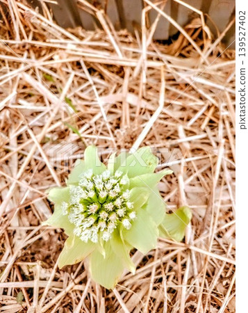 Butterbur sprouts, a wild vegetable that heralds the arrival of spring. Their vitality as they emerge from the ground. Butterbur sprouts, a wild vegetable that heralds the arrival of spring. Their vitality as they emerge from the ground. 139527402