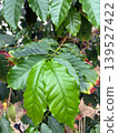 Close-up of the green leaves of a coffee tree (plants, agriculture, natural materials) 139527422