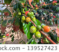 Coffee cherries growing on branches (differences in ripeness, agriculture, cultivation) 139527423