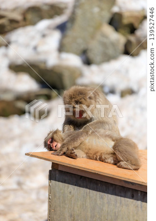 Two monkeys grooming each other at Jigokudani Monkey Park (Shimotakai District, Nagano Prefecture) Two monkeys grooming each other at Jigokudani Monkey Park (Shimotakai District, Nagano Prefecture) 139527446
