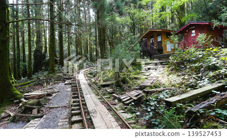 Jomon Cedar Trekking, Trolley Track, Yakushima Island Jomon Cedar Trekking, Trolley Track, Yakushima Island 139527453