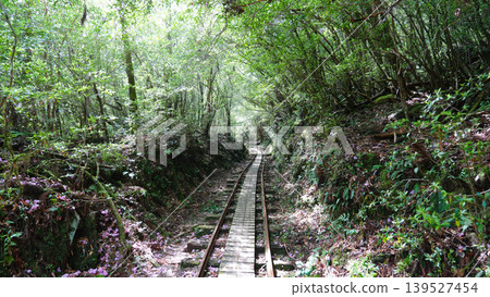 Jomon Cedar Trekking, Trolley Track, Yakushima Island Jomon Cedar Trekking, Trolley Track, Yakushima Island 139527454
