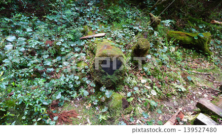 Jomon Cedar Trekking, Yakushima Island Jomon Cedar Trekking, Yakushima Island 139527480