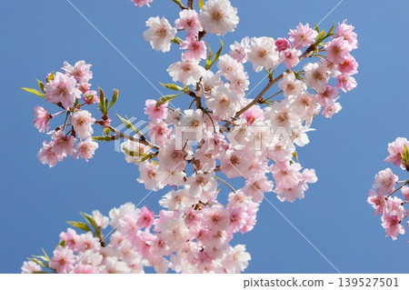 秋田角館垂枝櫻花 - 粉紅色花朵 - 特寫 139527501