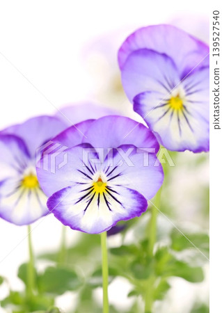 紫色三色堇花,特寫,明亮背景 紫色三色堇花,特寫,明亮背景 139527540