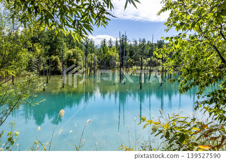 Hokkaido Biei: Landscape of Shirogane Blue Pond and surrounding trees 139527590