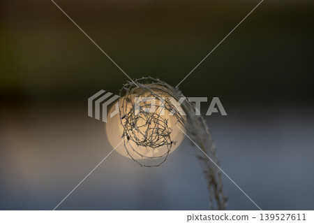 Silhouettes of withered grass against a background of bokeh at dusk, and a fantastical abstract image. 139527611