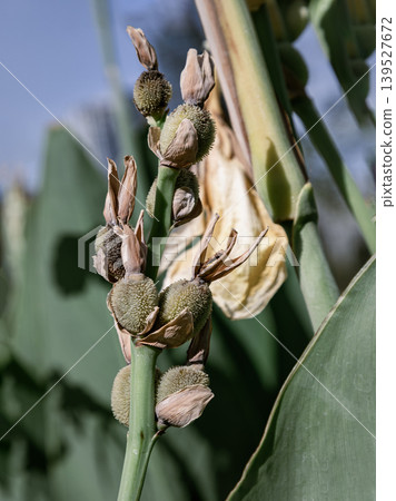 The Canna Lily reveals a sculptural transition from floral beauty to botanical legacy as a sturdy green stalk supports a vertical procession of ovoid seed pods. Their surfaces, textured with a fine, 139527672